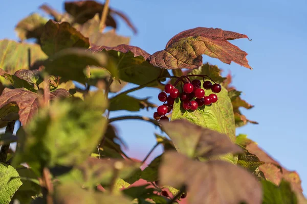 Podzimní Pozadí Červenými Bobulemi Viburnum Modrém Nebi Pozadí Slunném Teplém — Stock fotografie