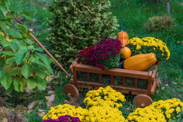 Bahçede Sonbahar Çiçekleri Balkabakları Olan Ahşap Araba Yaklaş Sonbahar Hasadı — Stok fotoğraf