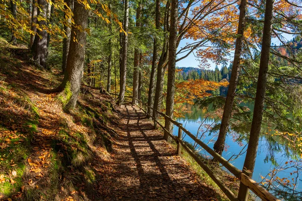 Schöner Waldweg Mit Holzzaun See Synevyr Einem Sonnigen Herbsttag West — Stockfoto