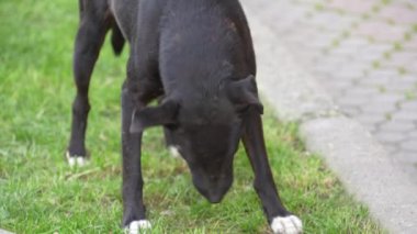 Sokakta et yiyen siyah sokak köpeği, yaklaş. Aç hayvanlar kemikleri yiyor.