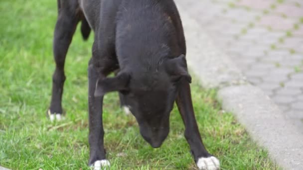Czarny Bezdomny Pies Mięso Ulicy Zamyka Się Głodne Zwierzę Zjada — Wideo stockowe