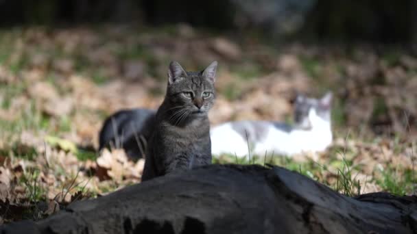 Gri Çizgili Kedi Güneşli Bir Sonbahar Gününde Bahçede Dinleniyor Komik — Stok video