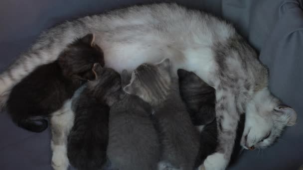 Mom Cat Next Kittens Little Newborn Kittens Mother Three Week — Stock Video