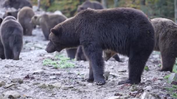Grupa Niedźwiedzi Brunatnych Karpatach Świcie Jesienny Dzień Zachodnia Ukraina — Wideo stockowe