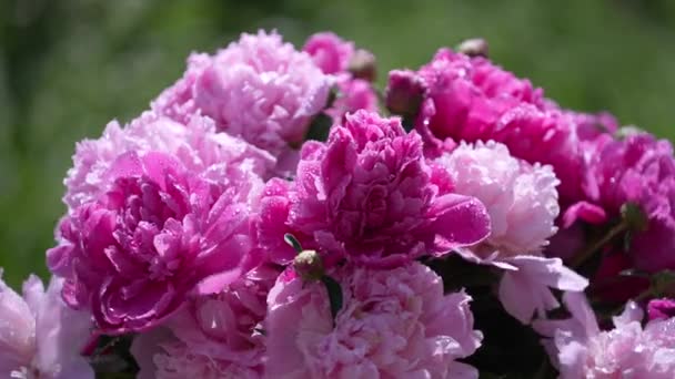 庭の花ピンクの牡丹の美しい花束は 回転し 閉じます 風と雨の中でカラフルな牡丹が揺れる — ストック動画