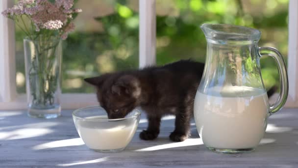 Zwart Katje Eet Melk Uit Een Glazen Kom Vensterbank Bij — Stockvideo