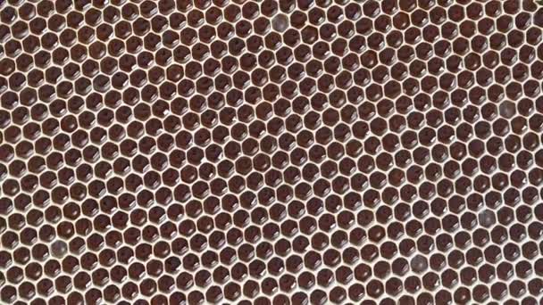 Closeup Honeycomb Honey Rotates Background Texture Pattern Section Wax Honeycomb — Stockvideo