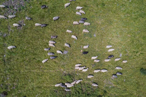 Large Herd Wild Sheep Rams Walking High Carpathians Mountain Slope — Foto de Stock