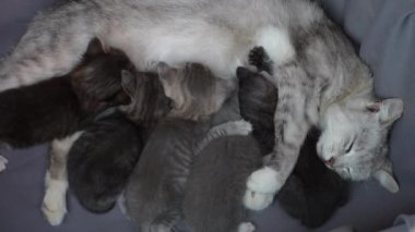 Anne kedi yavrularının yanında. Hayatının üç haftasında annesiyle birlikte yeni doğmuş yavru kediler. Evcil hayvanı kapatın.