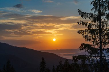 Green fir trees, morning sun and Carpathian mountains at sunrise in the summer. Ukraine, Europe. Nature and environment concept