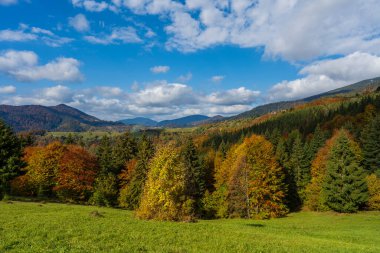 Karpatya dağlarında güzel bir sonbahar ormanı güneşli bir sonbahar gününde Synevyr Geçidi 'nde ve mavi gökyüzü arka planında. Batı Ukrayna
