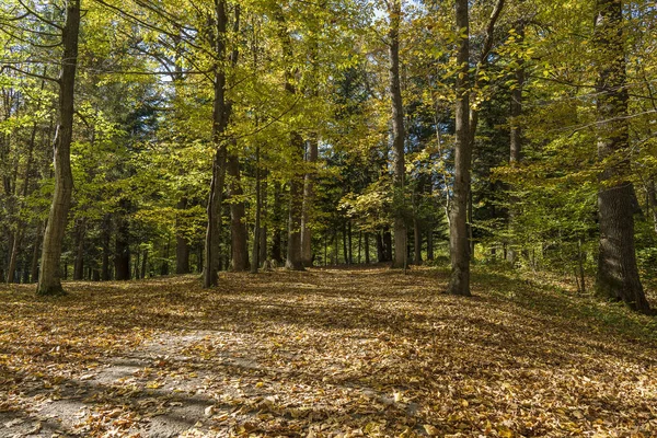 秋天的背景下 秋天的森林路落叶在地面上 自然概念 — 图库照片