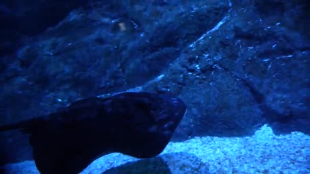 Close Stingray Fish Swimming Underwater Inhabitants Sea World — Vídeo de stock
