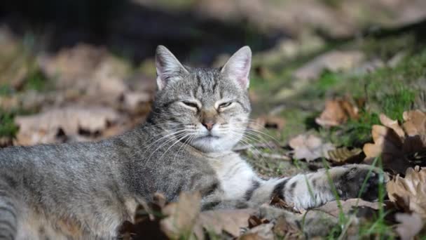 庭の晴れた秋の日には灰色の縞の猫が休んでいます 面白いペットだな 家畜を閉めろ 自然の中で猫 — ストック動画