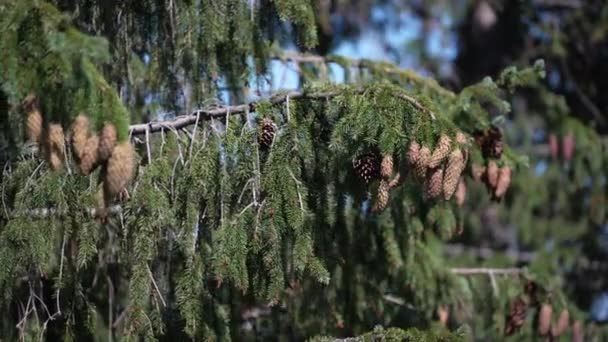 Many Cones Hang Green Spruce Sway Wind Summer Carpathians Mountains — Stockvideo