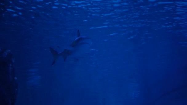 大きなサメが水中で泳いでいるのを閉じて 海の世界の住民 — ストック動画
