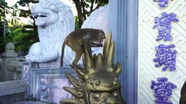 Vietnam, Danang 'daki Budist tapınağında aslan taşından bir heykelin üzerinde oturan vahşi bir maymunun portresi. Kapat.