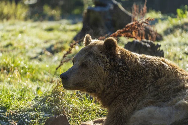 Big Brown Bear Face Carpathian Mountains Autumn Day Close Ukraine — Stock Photo, Image