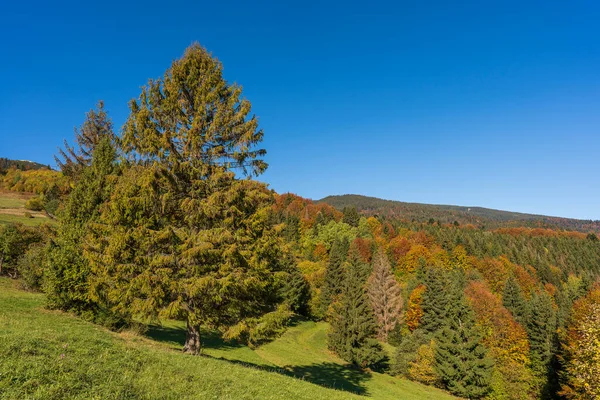 Schöne Grüne Fichte Neben Dem Herbstwald Den Karpaten Einem Sonnigen — Stockfoto