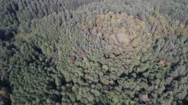 Yaz günü yeşil orman manzarasının havadan görünüşü. Kozalaklı ormanın doğal arka planı. Ukrayna, Avrupa. Seyahat ve doğa kavramı