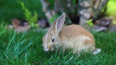 Yeşil çimenlerin üzerinde genç, şirin bir tavşan, yakın çekim. Hayvanlar ve doğa kavramı. Kyiv, Ukrayna