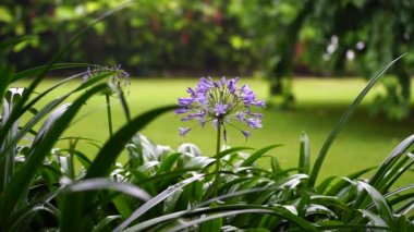 Agapanthus praecox, tropikal yağmur sırasında mavi zambak çiçeği, yakın çekim. Afrika zambağı ya da Nil zambağı, Amarillidaceae familyasının popüler bahçe bitkisidir. Tanzanya, Doğu Afrika