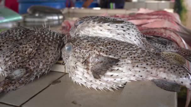 コタキナバル ボルネオ島 マレーシアのストリートフード市場での販売のためのふぐやふぐやふぐやグロビフィッシュ 魚介類を閉じます — ストック動画
