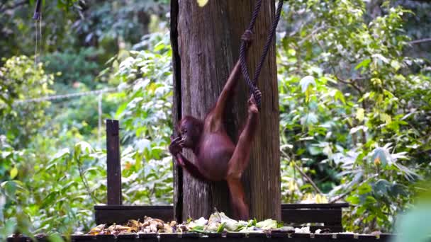 Orangotango Selvagem Floresta Tropical Ilha Bornéu Malásia Perto Macaco Orangotango — Vídeo de Stock