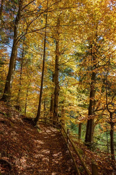 在一个阳光明媚的秋日 美丽的林间小路 紧靠着西泽维尔湖 有一道木制篱笆 西乌克兰 — 图库照片