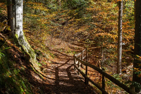 Piękna Leśna Ścieżka Drewnianym Płotem Nad Jeziorem Synevyr Słoneczny Jesienny — Zdjęcie stockowe