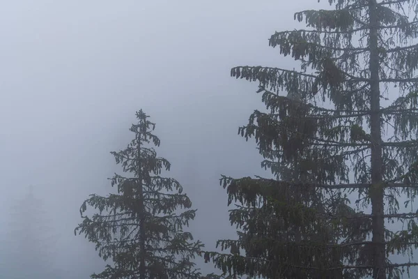 Bosque Verde Con Abetos Niebla Matutina Las Montañas Cárpatas Verano —  Fotos de Stock