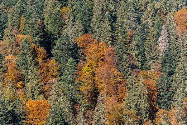 在温暖的秋天 喀尔巴阡山顶上美丽的树木 西乌克兰 — 图库照片