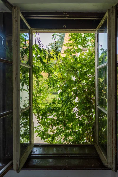 Alte Holzfenster Mit Blick Auf Den Sommergarten Öffnen Nahaufnahme — Stockfoto