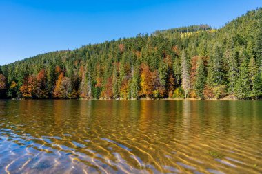 Güzel sakin Synevyr Gölü sonbahar manzarası, kırmızı sarı kahverengi ağaçlar, güneşli bir günde kozalaklı çamlar, Batı Ukrayna. Parlak ve canlı manzara manzarası. Doğa arkaplanı