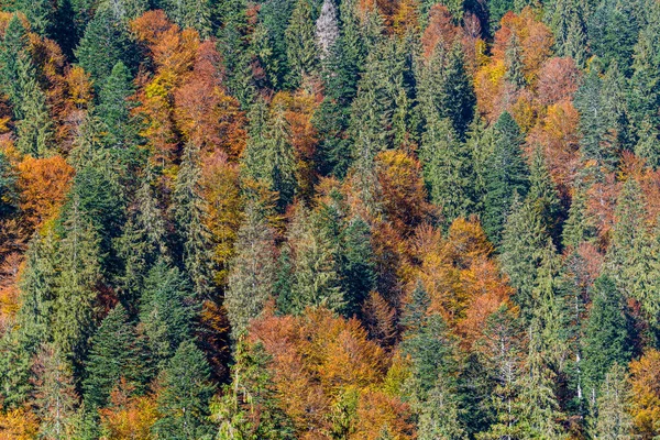 Vackra Träd Toppen Karpaterna Varm Höstdag Västra Ukraina — Stockfoto