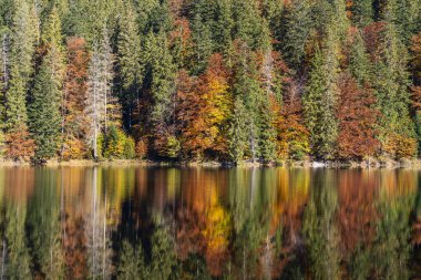Güzel sakin Synevyr Gölü sonbahar manzarası, kırmızı sarı kahverengi ağaçlar, güneşli bir günde kozalaklı çamlar. Batı Ukrayna