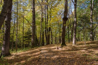 Sonbahar orman yaprakları Ekim ayında, Ukrayna 'nın sonbahar arka planında yer yüzüne düşer. Doğa konsepti
