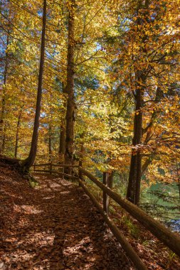 Güneşli bir sonbahar gününde Synevyr Gölü 'nün yanında ahşap çitli güzel bir orman yolu. Batı Ukrayna