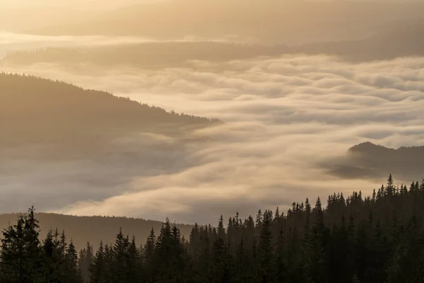 Beautiful Landscape Morning Foggy Carpathian Mountains Sunny Day Summer Morning — Stok fotoğraf