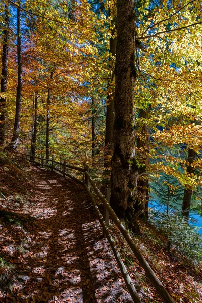 Hermoso Sendero Forestal Con Una Valla Madera Junto Lago Synevyr — Foto de Stock