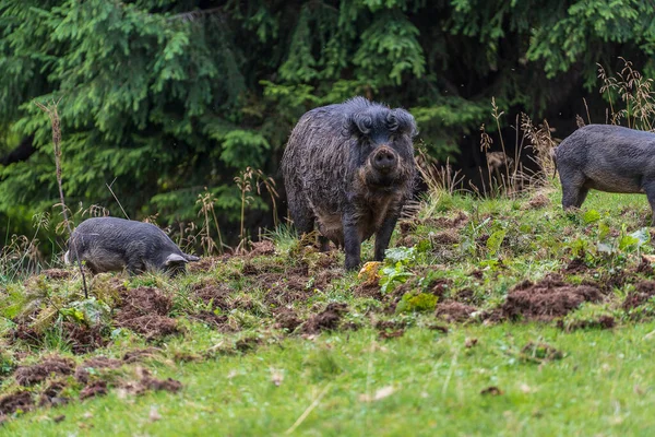 Group Wild Black Boars Children Mountain Forest Carpathians Summer Ukraine — 图库照片