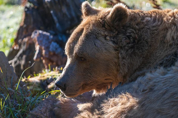秋天的一天 大棕熊面对着喀尔巴阡山脉 走近了 乌克兰 棕熊在森林里的一块空地上休息 — 图库照片