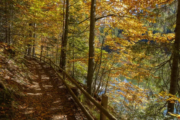 在一个阳光明媚的秋日 美丽的林间小路 紧靠着西泽维尔湖 有一道木制篱笆 西乌克兰 — 图库照片