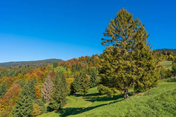 美丽的绿色云杉 紧邻喀尔巴阡山脉的秋天森林 在阳光灿烂的秋日里 在西泽维尔山岭和蓝天的背景下 西乌克兰 — 图库照片