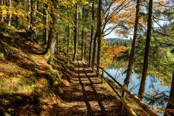 Krásná Lesní Cesta Dřevěným Plotem Jezera Synevyr Slunečného Podzimního Dne — Stock fotografie