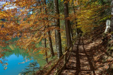Güneşli bir sonbahar gününde Synevyr Gölü 'nün yanında ahşap çitli güzel bir orman yolu. Batı Ukrayna