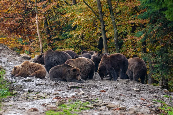 秋天的黎明时分 一群棕熊在喀尔巴阡山脉里 西乌克兰 — 图库照片