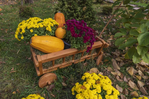 Wooden cart with autumn flowers and pumpkins in garden, close up. Autumn harvest - cart with pumpkins and colorful autumn flowers. Landscape design in the country style for fall season
