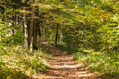 Sonbahar orman yaprakları Ekim ayında, Ukrayna 'nın sonbahar arka planında yer yüzüne düşer. Doğa konsepti