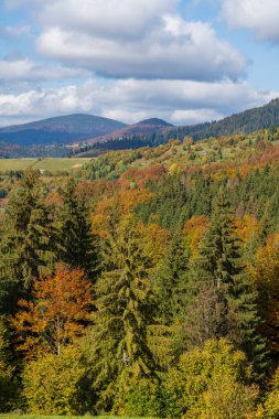 Karpatya dağlarında güzel bir sonbahar ormanı güneşli bir sonbahar gününde Synevyr Geçidi 'nde ve mavi gökyüzü arka planında. Batı Ukrayna